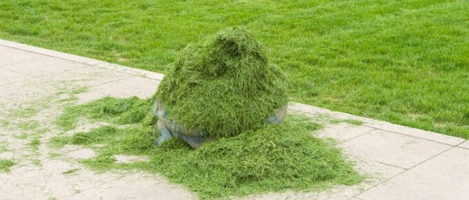 Lawn clippings