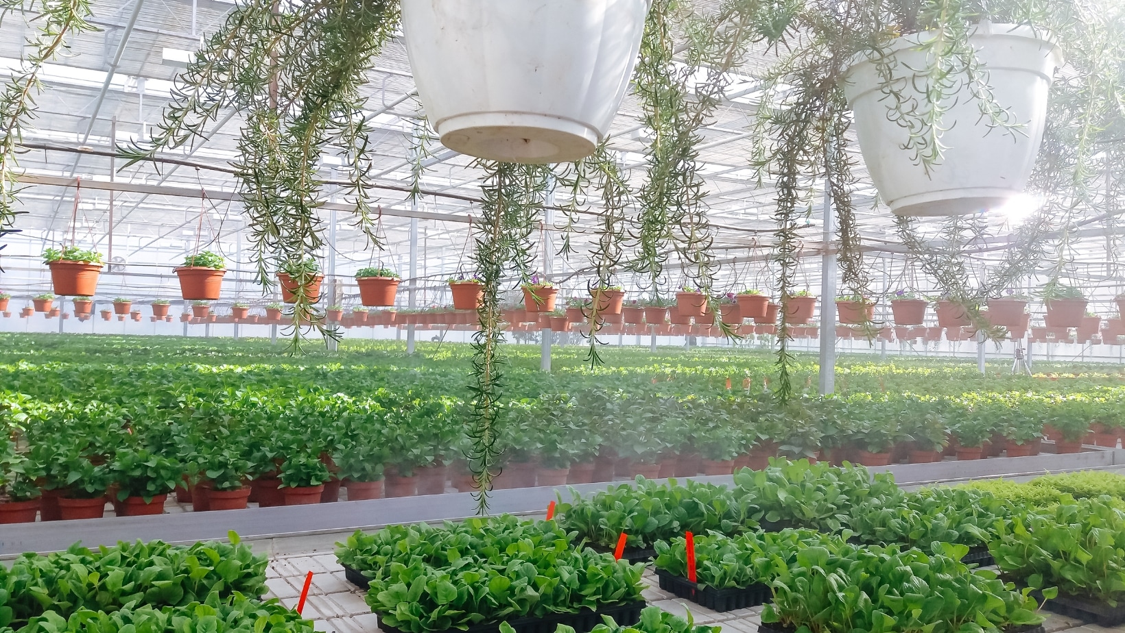 Ornamental Horticulture A Comprehensive PDF Guide