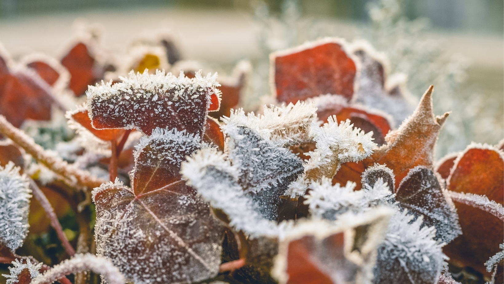 Protect plants frost